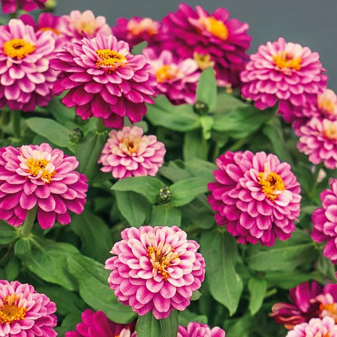 Eden Brothers Zinnia Seeds - Zahara Double Raspberry Ripple, Non-GMO Seeds for Planting, Packet | Low-Maintenance Flower Seeds, Plant During Spring, Zones 3, 4, 5, 6, 7, 8, 9, 10