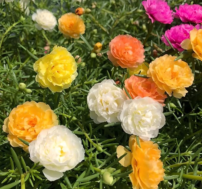 10,000+ Moss Rose Seeds – Heirloom Portulaca Seeds – Easy to Grow, Fast-Growing Annual Flower – Mixed Colors – Drought Tolerant, Non-GMO Ground Cover for Garden Landscaping