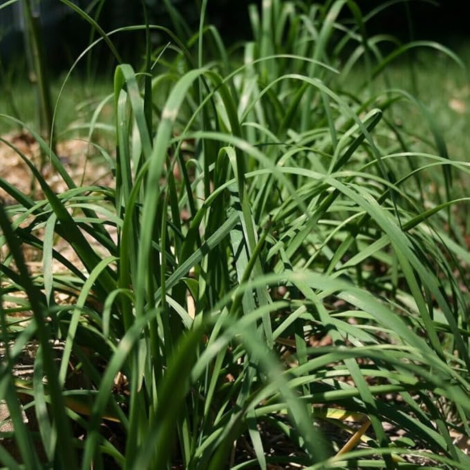 KVITER 300 Garlic Chive Seeds for Planting (Allium Tuberosum) – Organic Chinese Chive Seeds, Heirloom & Non GMO Seeds – Hardy Perennial – Kitchen Culinary Herb Seeds for Outdoor & Indoor Garden