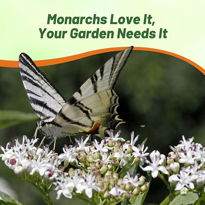 Outsidepride White Swamp Milkweed Seeds - 500 Pcs Perennial, Heat & Humid Tolerant, Pollinator-Friendly Wildflower Seeds, Ideal for Monarch Butterflies, Cut Flowers, Borders, or Meadows
