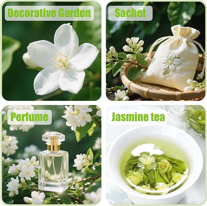 150+ Climbing Jasmine Flower Seeds for Planting – Easy to Grow, Non-GMO, High Germination Fragrant Flowers for Home Garden, Balcony, Trellis, Fence, Vertical Garden Decor (150+ Seeds)