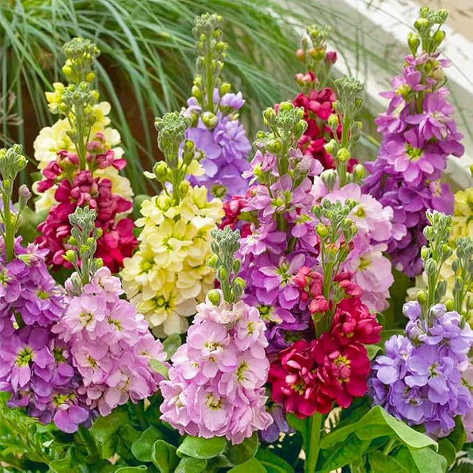 290+ Mix Matthiola Stock Flower Seed for Planting Outdoor-Mixed Matthiola Incana Flower Plant for Garden Home Non-GMO
