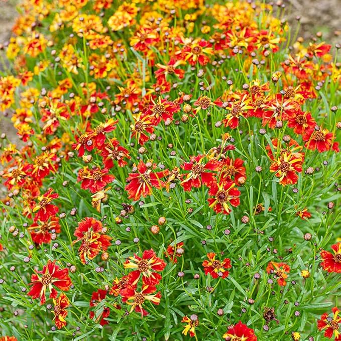 5000+ Coreopsis Plains Wildflower Seeds - Perennial Non-GMO Heirloom Seeds, Drought-Tolerant for Natural Wildflower Gardens