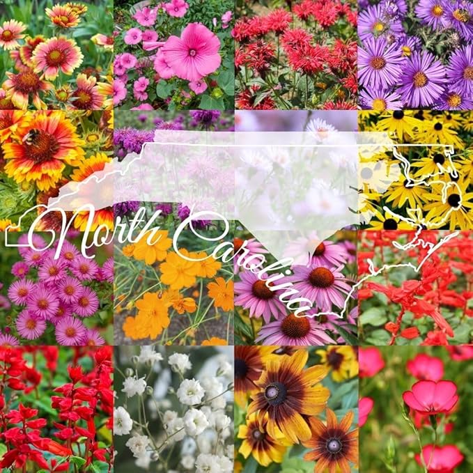 North Carolina Bulk Perennial Wildflower Seed Mix 1lb Covers 2,000sq-ft - Attract Pollinators, Multi-Color Blooms - Southeast US Species Plant in Spring/Fall, Earth-Friendly Packaging (1 Pound)
