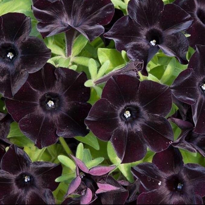 300 Black Petunia Seeds - 𝗡𝗢𝗡-𝗚𝗠𝗢 Heirloom Annual, Fragrant & Pollinator Friendly, Perfect for Garden Beds, Borders, Containers & Hanging Baskets