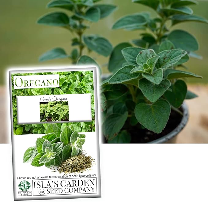 Greek Oregano Herb Seeds for Planting, 2500+ Seeds Per Packet, (Isla's Garden Seeds), Non GMO & Heirloom Seeds, Botanical Name: Origanum vulgare, Great Herb Garden Gift