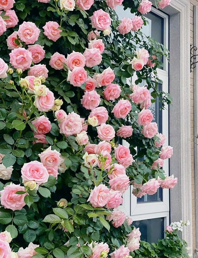 300+ Mixed Climbing Rose Seeds for Planting Outdoors-Hybrid Rare Rose Flower Seeds to Plant,Non-GMO Heirloom Home Great Garden Vine Home Landscape