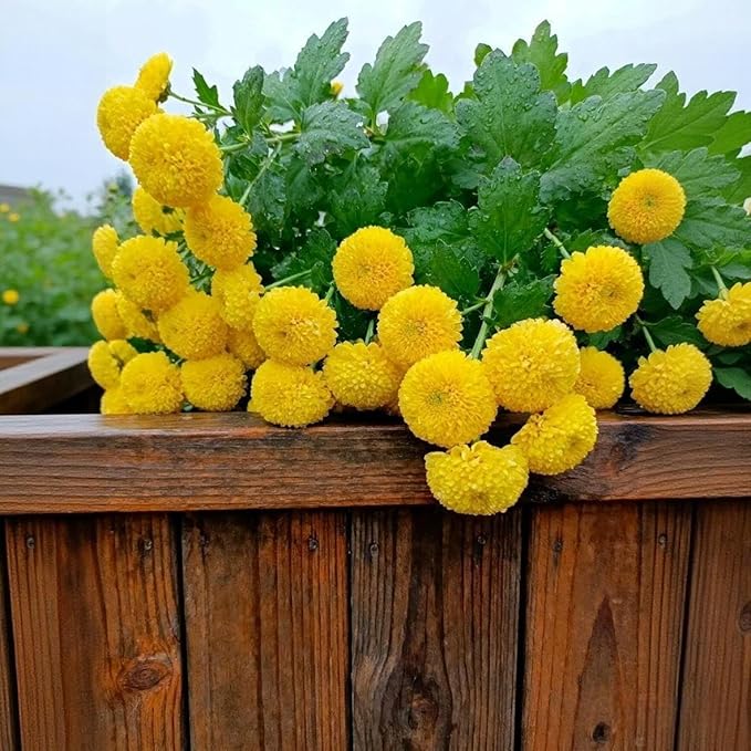 520 Pompon Chrysanthemum Flower Seeds for Planting, Mixed Ping Pong Mum Seeds, Non-GMO Heirloom Perennial Seeds for Cut Flowers and Garden Landscape