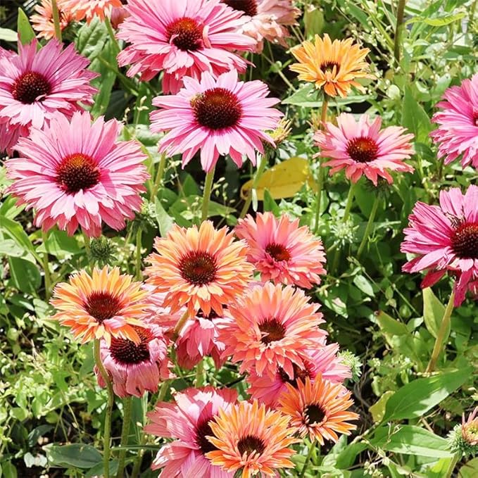 2100+ Mix Echinacea ConeFlower Seeds for Planting-Non-GMO Heirloom Plant Seeds Garden Outdoor-Colored Blooms
