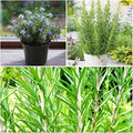 Rosemary Seeds for Ground Cover and Herb Garden, 1000+ Non-GMO Heirloom Seeds, Fragrant Evergreen Culinary Herb