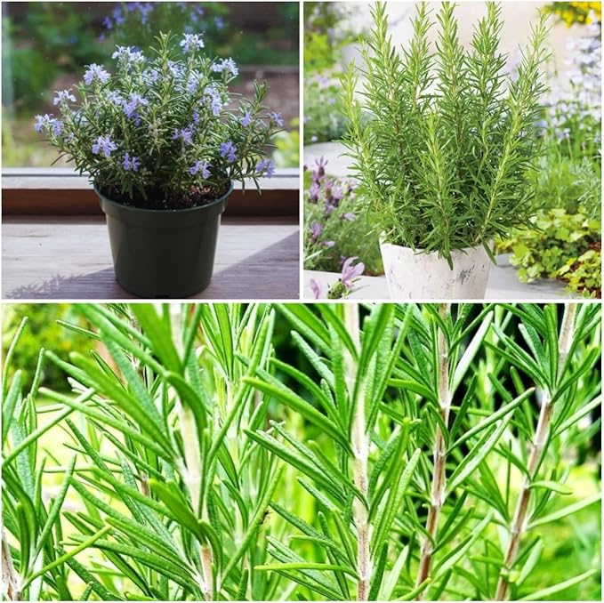 Rosemary Seeds for Ground Cover and Herb Garden, 1000+ Non-GMO Heirloom Seeds, Fragrant Evergreen Culinary Herb