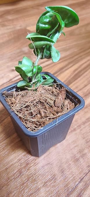 Noot Indoor Coconut Chips Husk Bark Potting Mix Coco Coir Brick. Avoid Root Rot with Fast Draining Soil. Houseplant, Monstera, Fiddle Leaf Fig, Orchid. Hydrate in Bag for ~ 2 Gal.