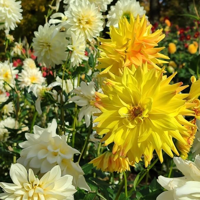 Dahlia Seeds for Planting, 400pcs Rare Perennial Garden Dahlia Flower Seeds Plants, Non-GMO Heirloom Beauty Flowers Home Garden for Outdoors