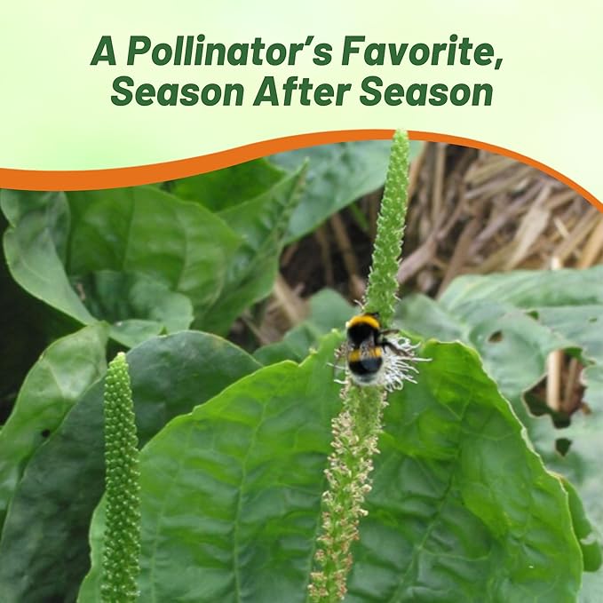 Outsidepride Common Green Plantain Seeds for Planting - 10,000 Pcs Perennial, Easy-to-Grow Herb Seeds for Culinary, Farm & Household Uses, Low-Growing Foliage for Tropical & Subtropical Climates