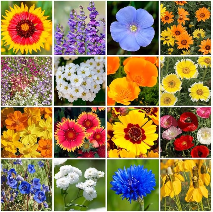 Grow Your Own Vibrant Annual and Perennial Wildflower Garden Mixture, Varieties for Pollinators and Spring Gardens - Dry Places Mix, 1 lb
