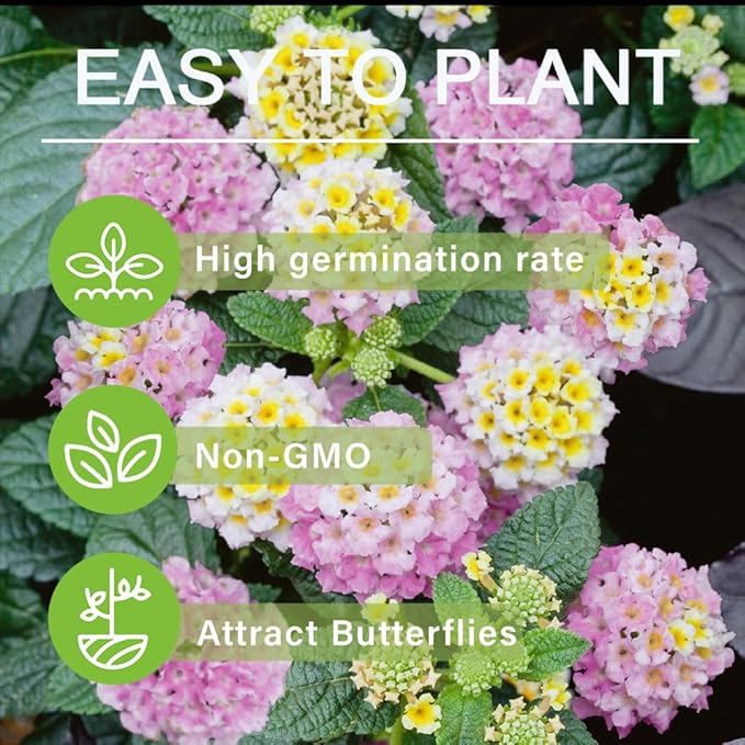 300+Perennial Mix Lantana Camara Flowers Seeds for Planting Outdoors Home Garden