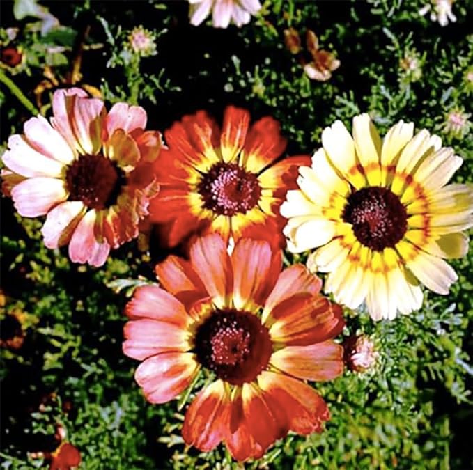 1000 Rainbow Painted Daisy Seeds - Former Wildflower Tamed as a Colorful Sunny Annual and Cut Flower