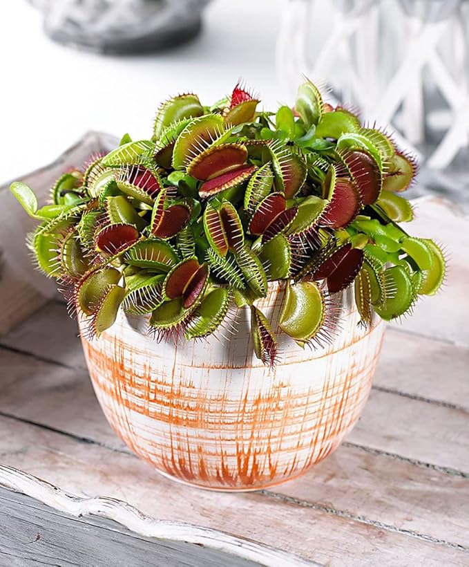 Doter Carnivorous Plant Soil Mix for Repotting 4 QT, All Natural Ingredients Great for Venus, Sundews, and Pitcher Plants