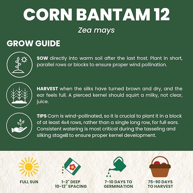 Corn Sweet Bantam 12 – 85 Premium Seeds for Planting – Classic Heirloom Sweet Corn Variety for The 2026 Season – 25 Gram Pouch