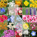 Eden Brothers California Wildflower Mixed Seeds for Planting, 25 lb, 12,000,000+ Seeds with Black Eyed Susan, Shasta Daisy, Attracts Pollinators, Plant in Spring or Fall, Zones 3, 4, 5, 6, 7, 8, 9, 10