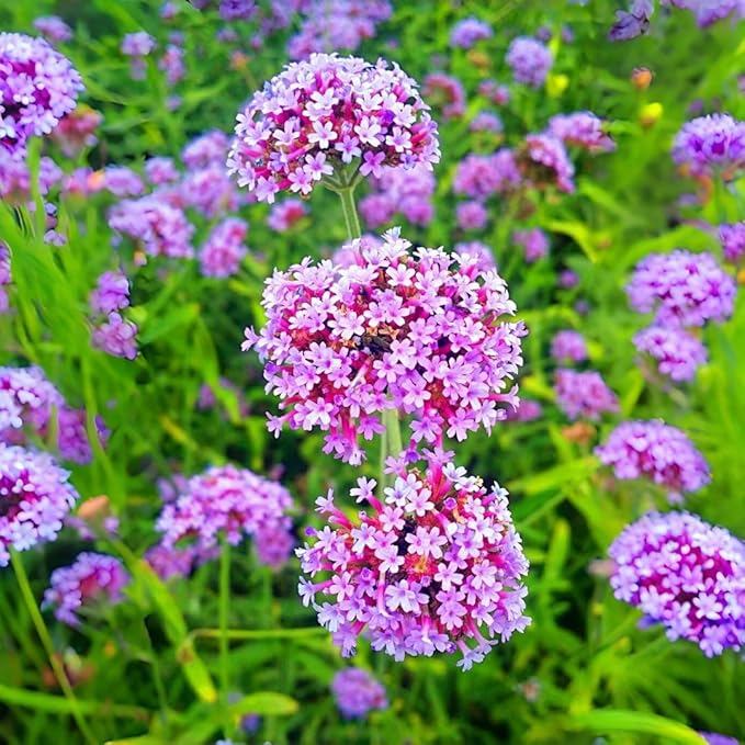 Verbena Flower Seeds 5000 – Vibrant Mixed Variety – Easy-Grow, Drought-Resistant Blooms for Beds, Borders & Pollinator Gardens