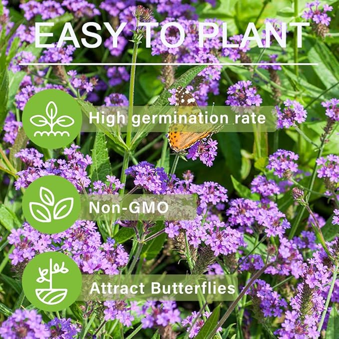300+ Perennial Verbena Flower Seeds for Planting Outdoors -Verbena Flower Garden Seeds Non-GMO Heirloom