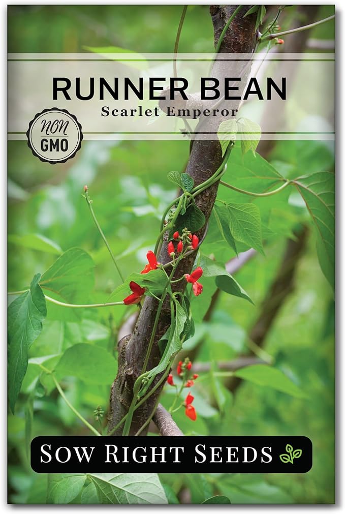 Sow Right Seeds - Scarlet Emperor Runner Bean Seeds for Planting - Non-GMO Heirloom Packet with Instructions to Plant & Grow an Outdoor Home Vegetable Garden - Tall and Fast Growing Vining (1)