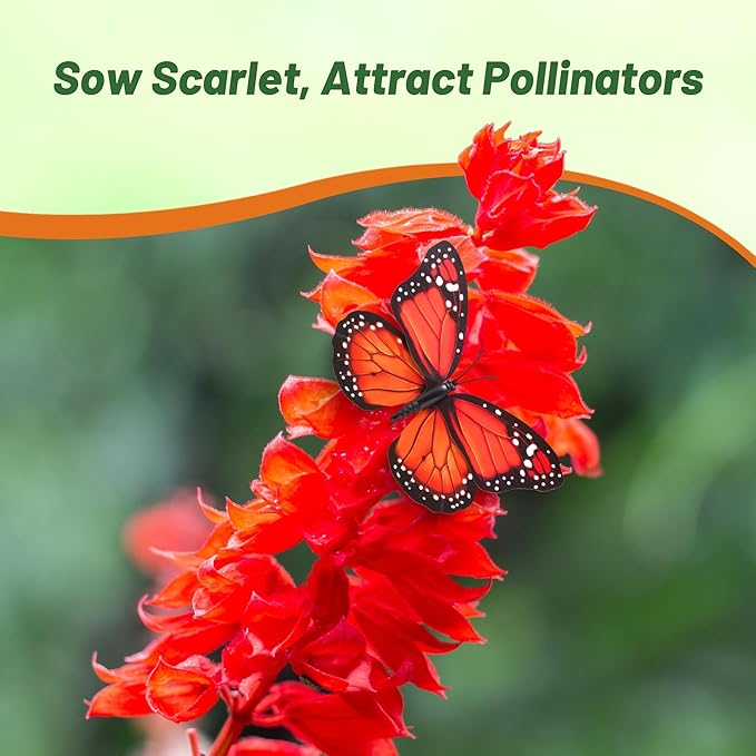 Outsidepride Salvia Coccinea Scarlet Sage Seeds for Planting - 1/4 Lb. Perennial, Heat-Tolerant Wildflower Seeds w/Red Blooms, Attracts Hummingbirds & Butterflies for Pollinator-Friendly Gardens