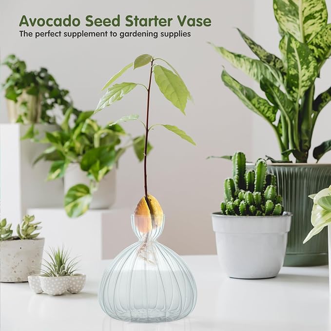 Large Avocado Vase Grow Glass Bulb Vases Striped Acorn Seed Starter Vase Avocados Pit Planter Pot for Gardening Lover Indoor Hydroponics