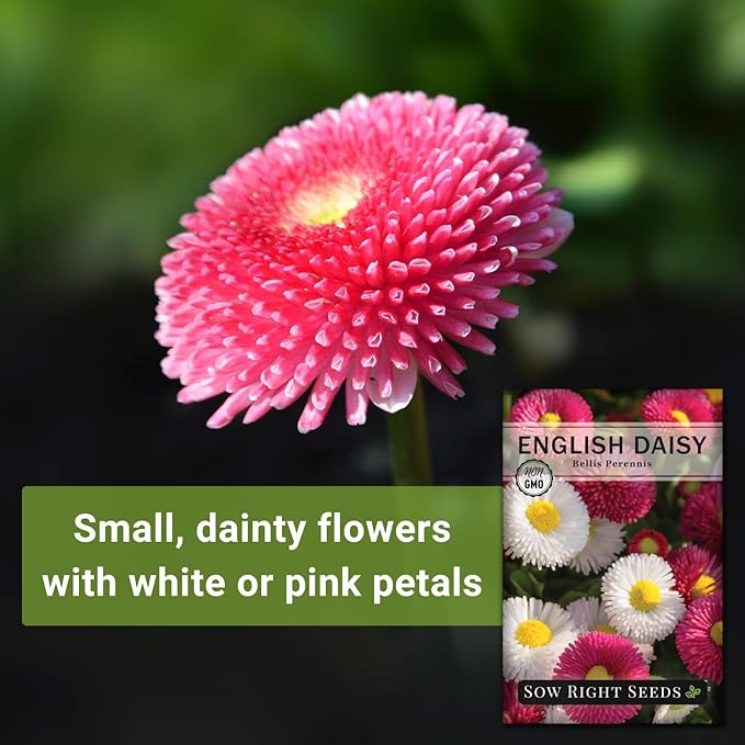Sow Right Seeds - English Daisy Flower Seeds for Planting - Non-GMO Heirloom Seed Packet with Instructions to Grow - Colorful Perennial Mix - Low Growing Lawn Filler - Attract Pollinators (1)