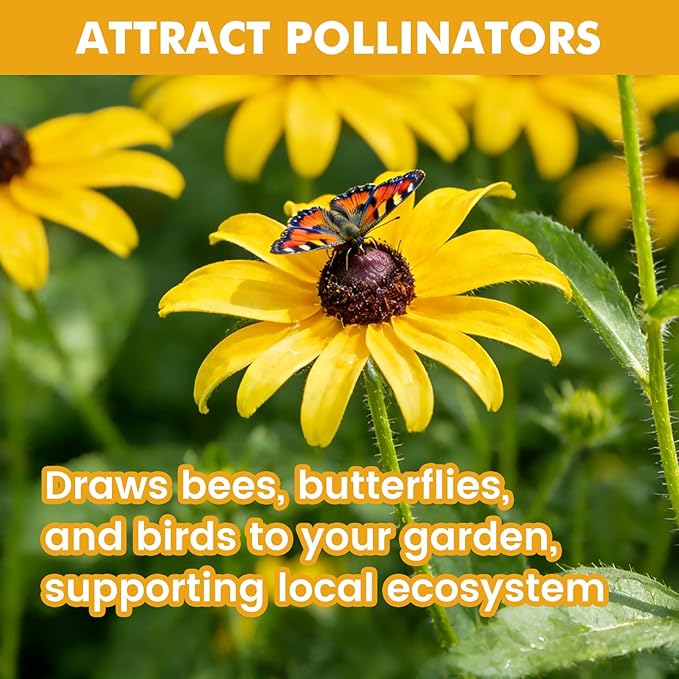 5000+ Black Eyed Susan Seeds for Planting, Perennial Wildflower Seeds for Pollinator Gardens, Non-GMO Heirloom Flower Seeds to Plant Outside & Inside, Borders, Containers, Rudbeckia hirta