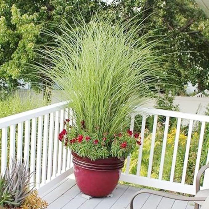Lemon Grass Seeds 100 Seeds Cochin Malabar Grass Non-GMO Heirloom Culinary Herb for Planting Garden Outdoor Easy to Grow