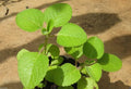 200 Seedsv Ajwain Herb Plant Seed- Carom, Ethiopian Cumin- Medical/culinary Herb- Ez to Grow