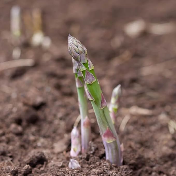 Seed Needs Asparagus Seeds for Planting Mary Washington Asparagus - Non-GMO Heirloom & Untreated Perennial Vegetable Seed to Plant an Outdoor Home Grown Garden (2 Packs)