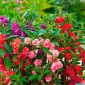 100 PCS Impatiens Annual Flower Seeds for Planting Outdoor Balsam Seeds for Garden Decor
