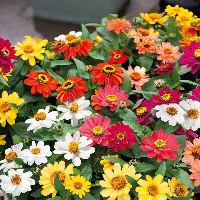 Eden Brothers Zinnia Seeds - Profusion Mix, Non-GMO Seeds for Planting, Packet | Low-Maintenance Flower Seeds, Plant During Spring, Zones 3, 4, 5, 6, 7, 8, 9, 10