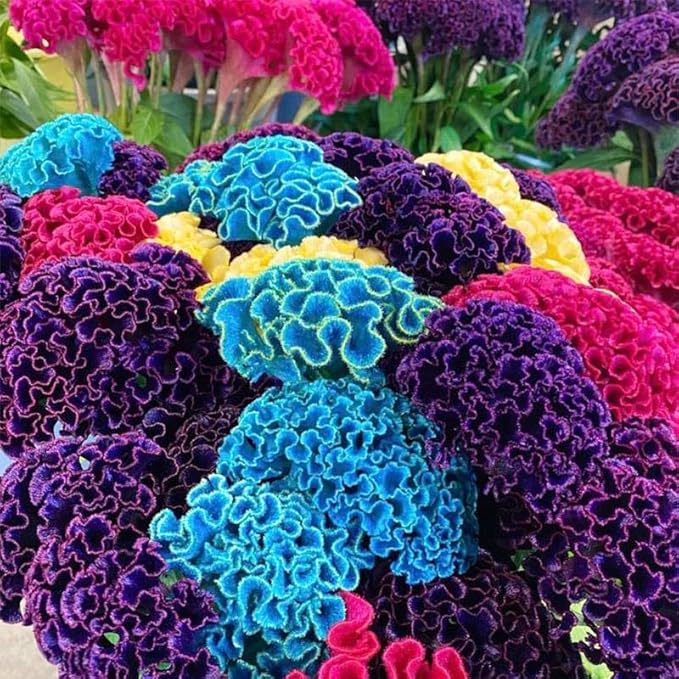 320+ Perennial Mix Cockscomb Celosia Seeds for Planting-Non-GMO Heirloom Plant Seeds Garden Outdoor