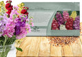 Outsidepride Ten Week Mix Mattiola Stock Seeds - 1000 Pcs Annual Flower Seeds for Planting with Fragrant Blooms That Attract Pollinators, Compact Growth, for Cut Flower Arrangements & Containers