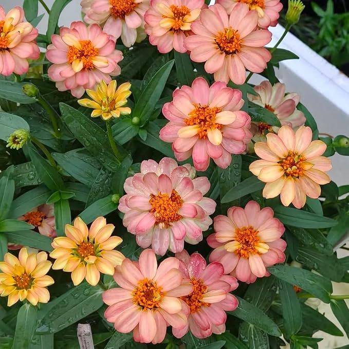 50 Zinnia Flower Seeds for Planting, Perennial Zinnia Flower Seed, Non-GMO Heirloom Zinnias Seeds for Home Garden Outdoor
