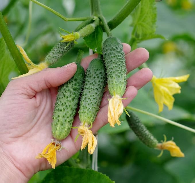 Seeds Cucumber to The Envy of a Neighbor Pickling 45 Days Vegetable Non GMO