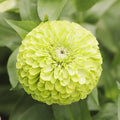 Eden Brothers Zinnia Seeds - Tequila Lime, Non-GMO Seeds for Planting, 1 Ounce | Low-Maintenance Flower Seeds, Plant During Spring, Zones 2, 3, 4, 5, 6, 7, 8, 9, 10