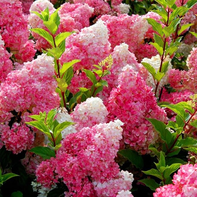 55+ Vanilla Strawberry Hydrangea Flower Seed for Planting Outdoor-Open Pollinated Fragrant Shade Garden Flowers