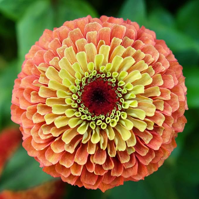 Eden Brothers Zinnia Seeds - Queen Lime Orange, Non-GMO Seeds for Planting, Packet | Low-Maintenance Flower Seeds, Plant During Spring, Zones 2, 3, 4, 5, 6, 7, 8, 9, 10