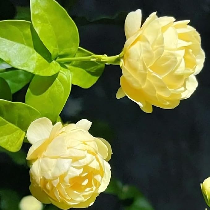 Jasmine Flower Seeds for Planting, 150pcs Perennial Fragrant Climbing Jasmine Flower Seeds Plants, Non-GMO Heirloom Beauty Windmill Climber Flowers in Home Garden Outdoors