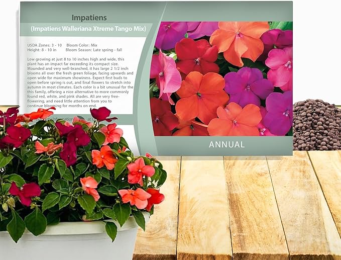 Outsidepride Xtreme Tango Mix Impatiens Flower Seeds - 100 Pcs Annual, Compact & Pollinator Friendly, Impatiens Seeds for Planting w/Vibrant, Abundant Blooms for Shade Gardens & Container Displays