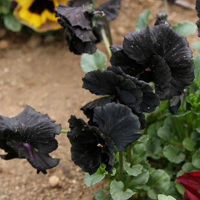 Seed Needs, Clear Crystals Black Pansy Seeds - 600 Heirloom Seeds for Planting Viola x wittrockiana - Deep Burgundy/Black Blooms, Edible Flowers (1 Pack)