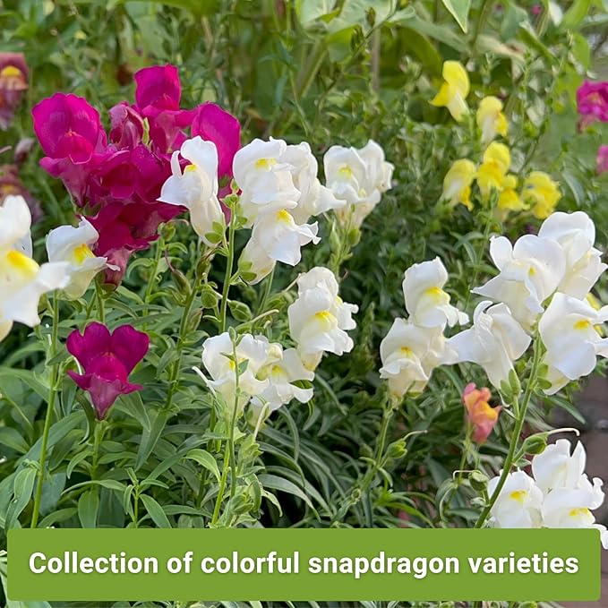 Sow Right Seeds - Snapdragon Seed Collection for Planting - Includes Tetra Mix, Large Mix & White Snapdragons - Non-GMO Heirloom Varieties - Grow Vibrant Snap Dragons - Ideal Flowers for Gardens