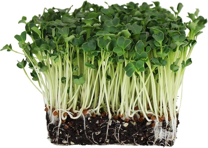 Handy Pantry Organic Sprouting Seed Assortments - Microgreens, Sprout Seeds Variety Pack (12 Pack - Beginners Dozen)