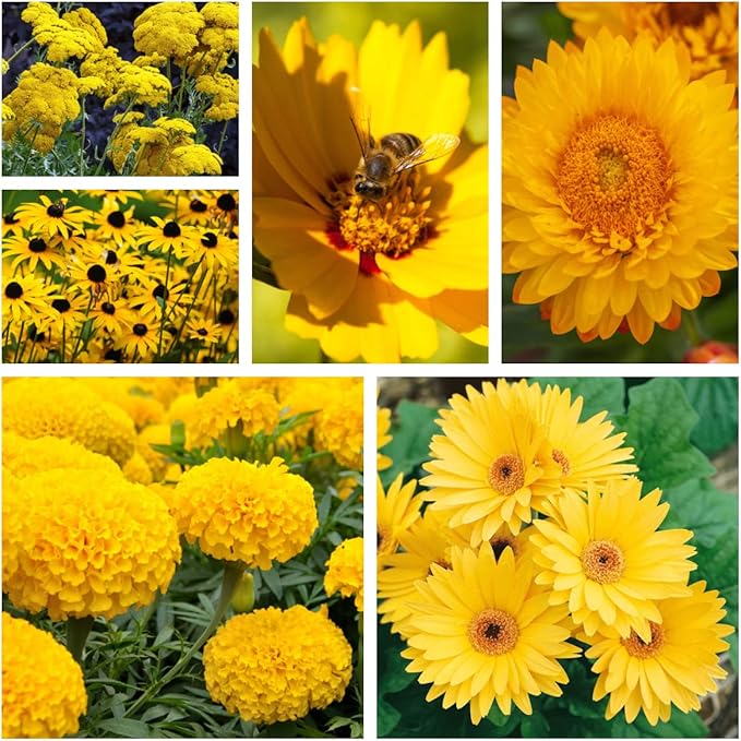 Outsidepride Yellow Color Shades Mix Wildflower Seeds - 5000 Pcs Annual Easy to Grow, Low Maintenance, Self-Seeding Flower Seeds w/Vibrant Blooms for Pollinator-Friendly Gardens, Containers & Borders