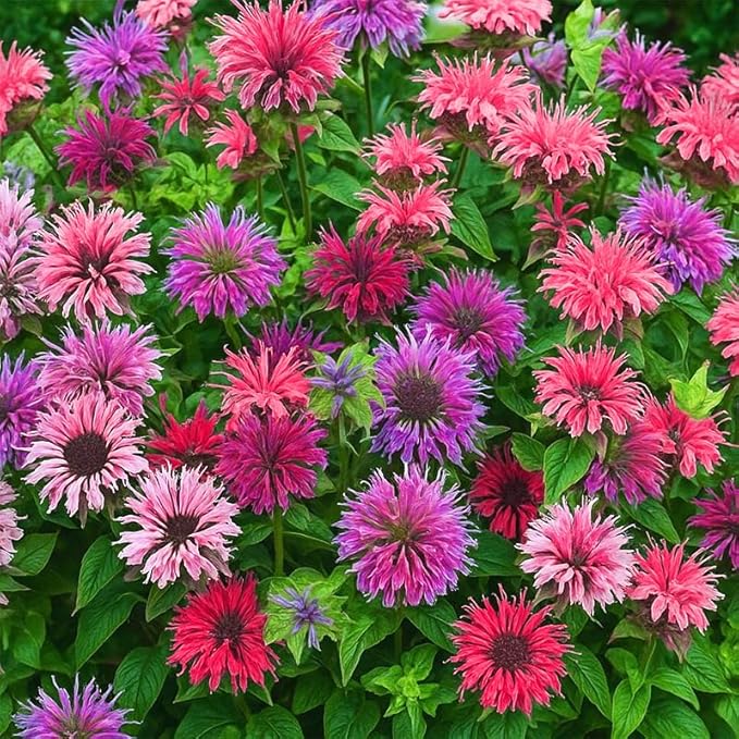 900+ Perennial Mix Bee Balm Flower Seeds for Planting-Non-GMO Heirloom Plant Seeds Garden Outdoor-Attracts Butterflies, Bees
